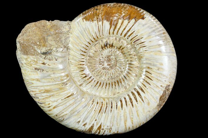 Polished Jurassic Ammonite (Perisphinctes) - Madagascar #104954